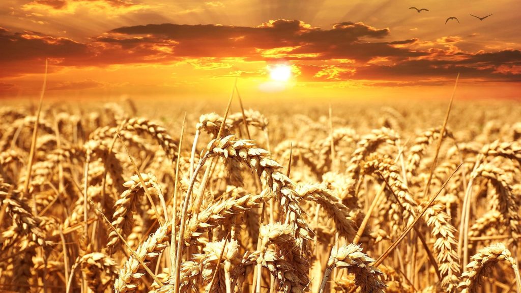 Полета със зърно при залез