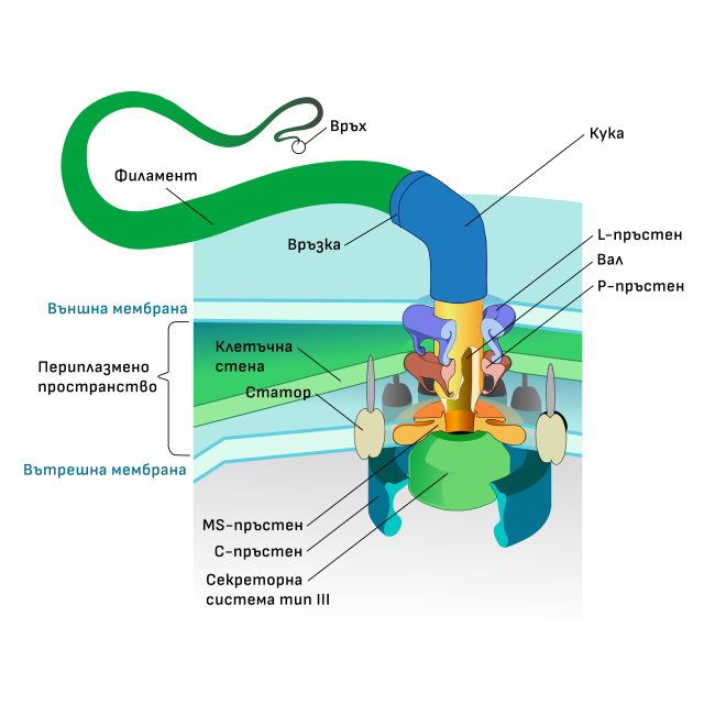 Бактериален флагелум - Снимка от Wikipedia (с текстове на български)